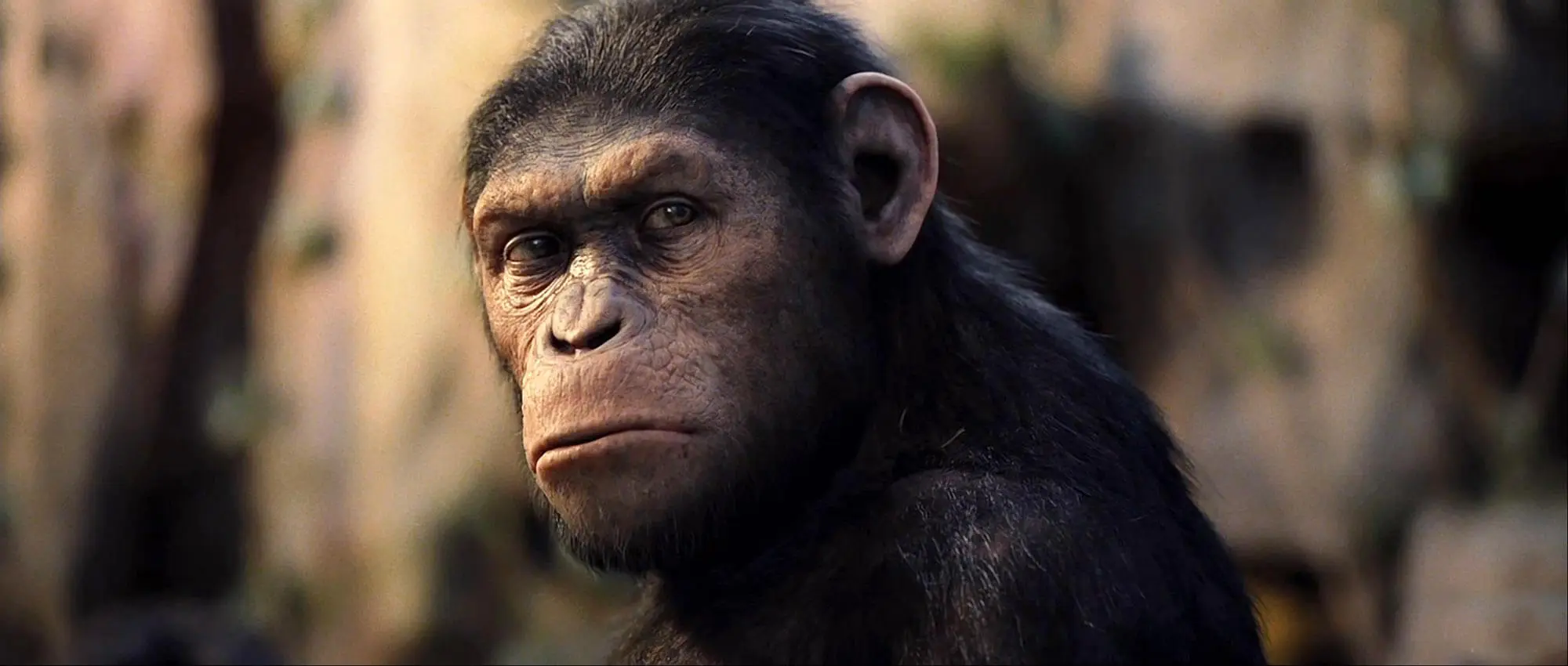 Caesar, an intelligent ape, looks afar.