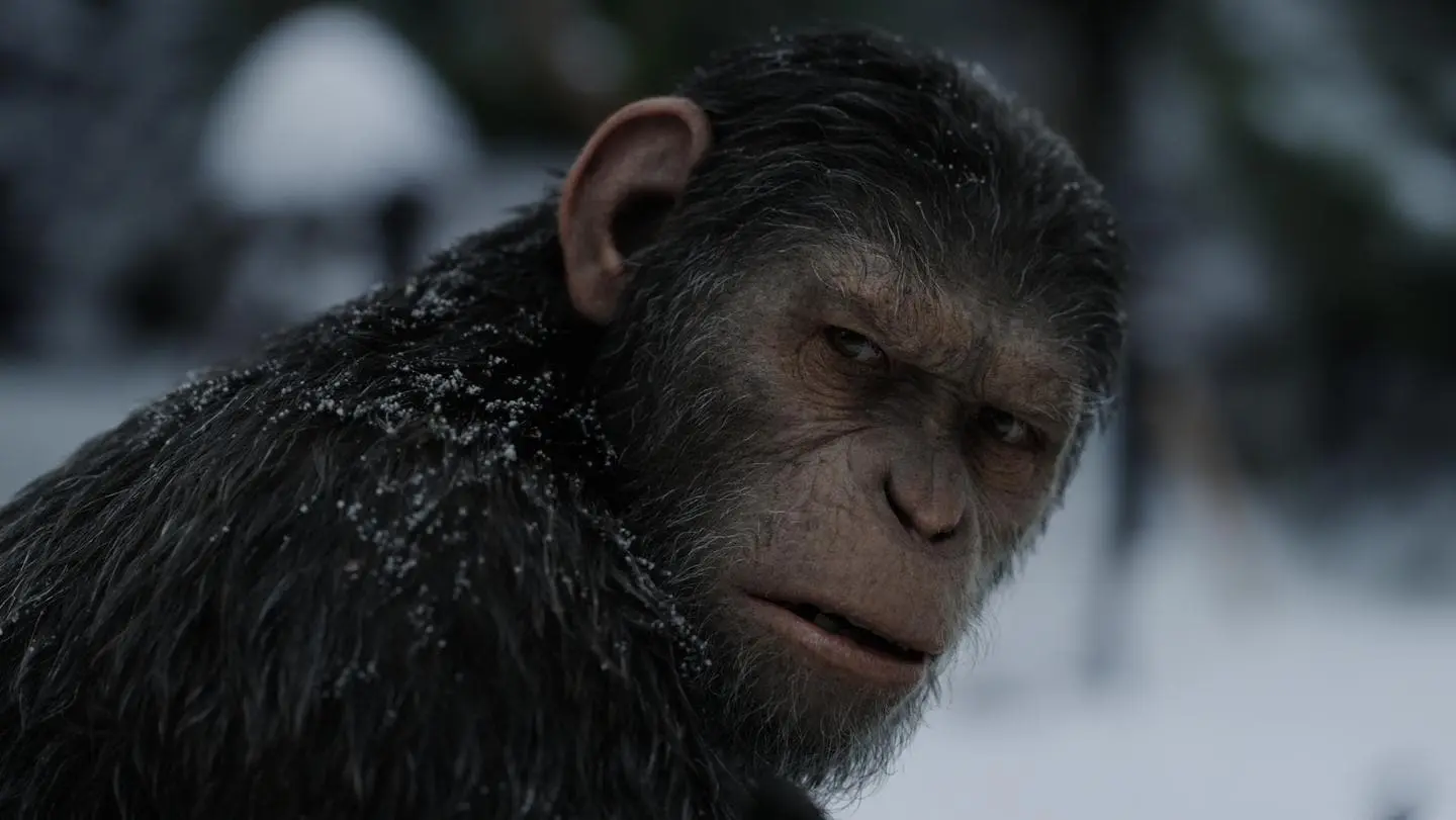 Caesar, the leader of apes, checks his surroundings.